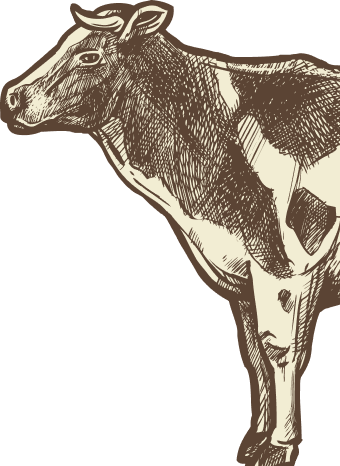 vache
